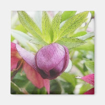 Flower Bud - Helleborus x hybridus Fridge Magnets