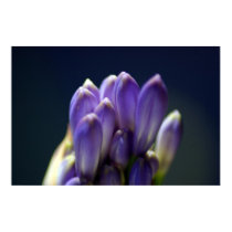 Flower buds posters by DiscombobulatedBoy Flower buds posters