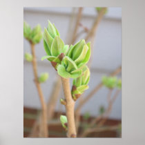 Flower Buds Poster Prints posters