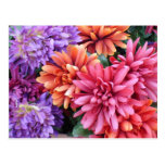 Flower Bursts Post Card