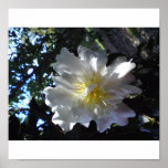 Flower Camelia Dusty Pink Colour Poster