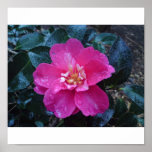 Flower Camelia Magenta colour Poster