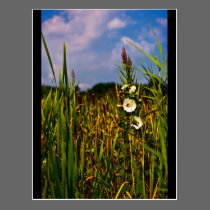 Flower Cape May postcards