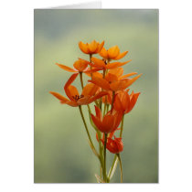 flower cards by visionaryplaces flower cards