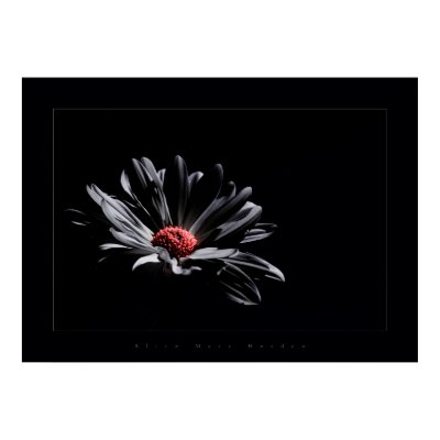 flower colors black poster by VisionVault