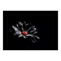 flower colors black posters by VisionVault flower colors black posters