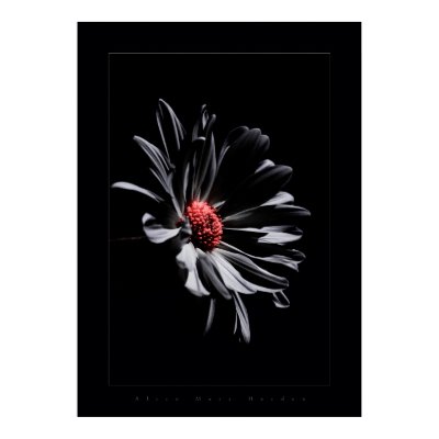 flower colors black poster by VisionVault