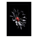 flower colors black posters by VisionVault flower colors black posters