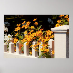 Flower - Coreopsis - The warmth of Summer Poster