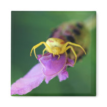 Flower crab spider on Lavender magnet