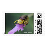 Flower Crab Spider on Lavender Postage