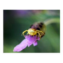 Flower Crab Spider postcards