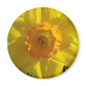 flower,daffodil magnets