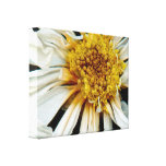 Flower - Daisy - Drunken sun Canvas Print