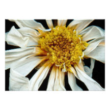 Flower - Daisy - Drunken sun Invite