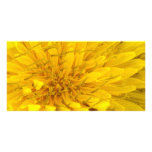 Flower - Dandelion photo cards