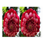 FLOWER Decorations : Red n Rose Couple Post Card