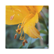 Flower Details Magnet