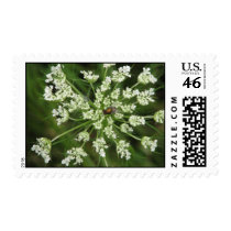 FLOWER ENCOUNTER postage