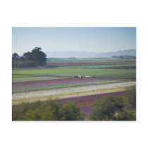 Flower Fields postcards