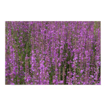 Flower fields posters