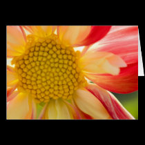 Flower Fire greeting card cards