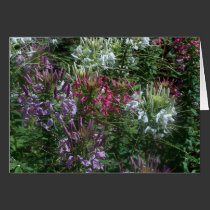 Flower Fireworks cards