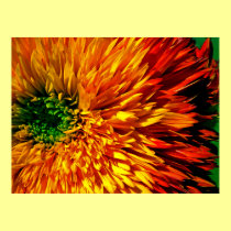 Flower Fireworks Poster posters