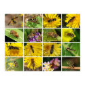 Flower Flies posters