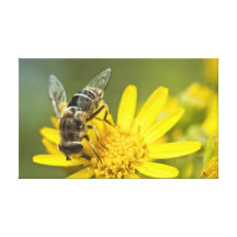 Flower Fly on Tansy Ragwort Gallery Wrapped Canvas