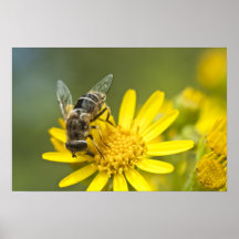 Flower Fly on Tansy Ragwort Posters