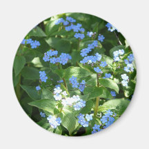 flower,forget-me-not refrigerator magnet