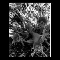 Flower from Above postcards