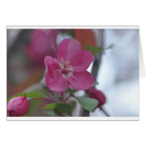 flower from crabapple tree cards