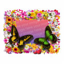 Flower Garden Frame 5X7 photo sculptures by christigmc Flower Garden Frame 5X7 photo sculptures