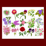 Flower Garden Postcard postcards