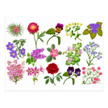 Flower Garden Postcard