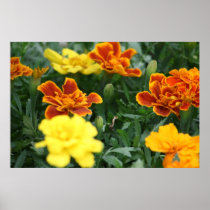 Flower Garden posters