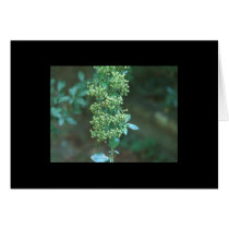 Flower Greeting Cards