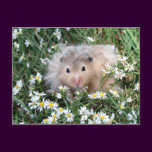 Flower hamster