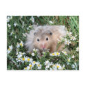 Flower hamster postcards