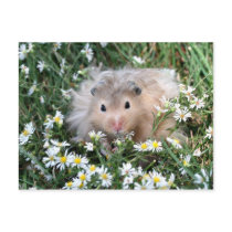Flower hamster postcards by deemac1 Flower hamster postcards