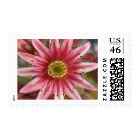 flower,hen and chicks bloom stamp
