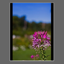 Flower in Apple Orchid postcards