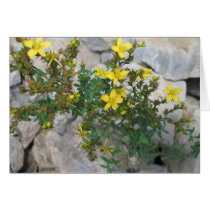 Flower in Rock cards by alexmarie Flower in Rock cards