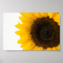 Flower In The Sun posters