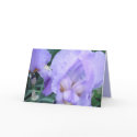 Flower - Iris cards