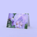 Flower - Iris cards by gramabarb Flower - Iris cards