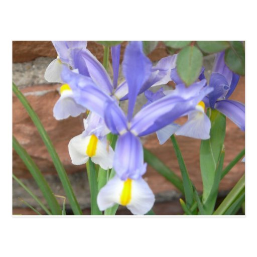 flower,iris postcard