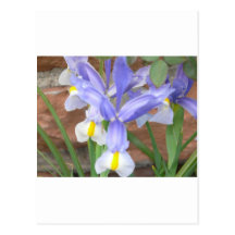flower,iris postcard